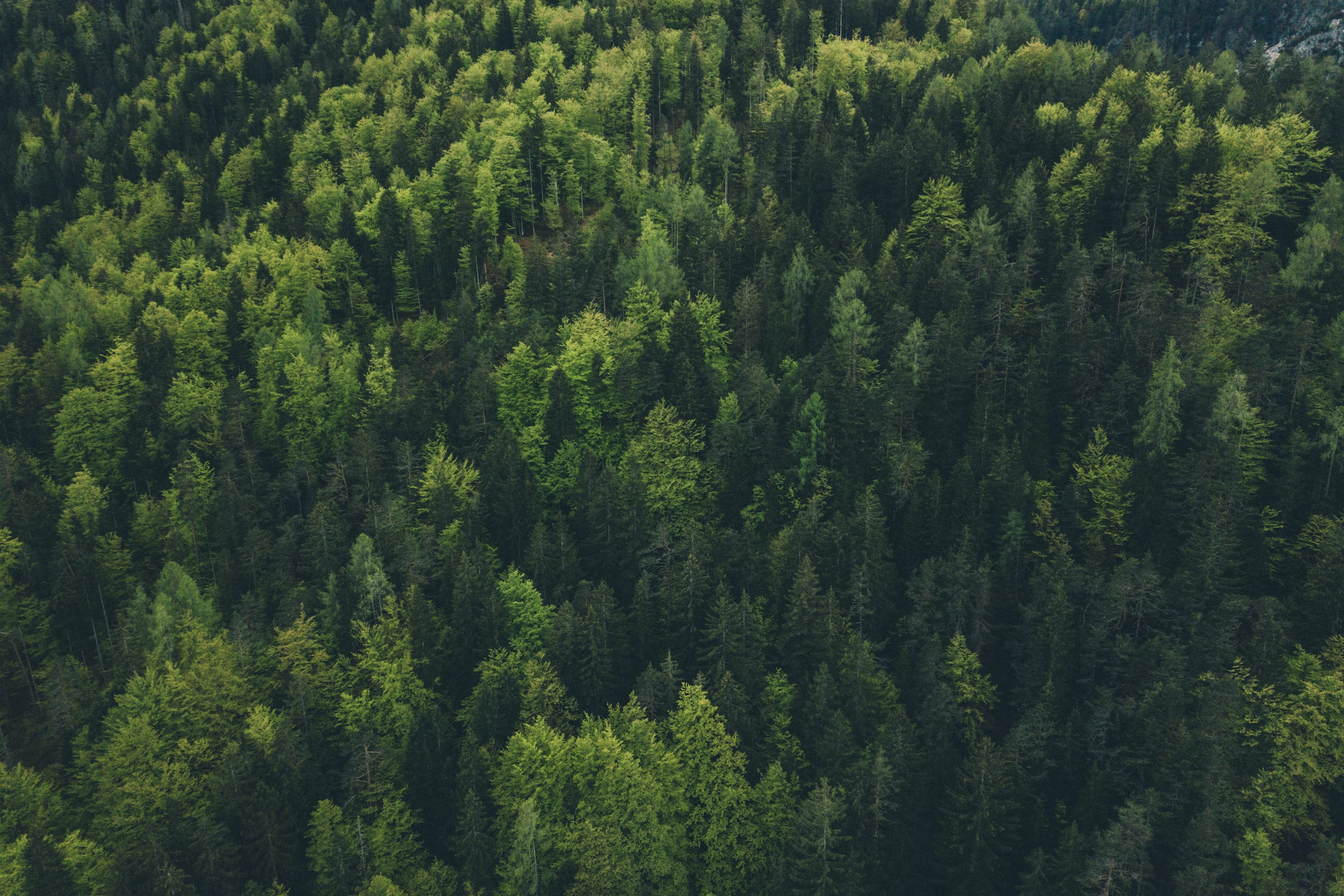 Sustainable - Trees